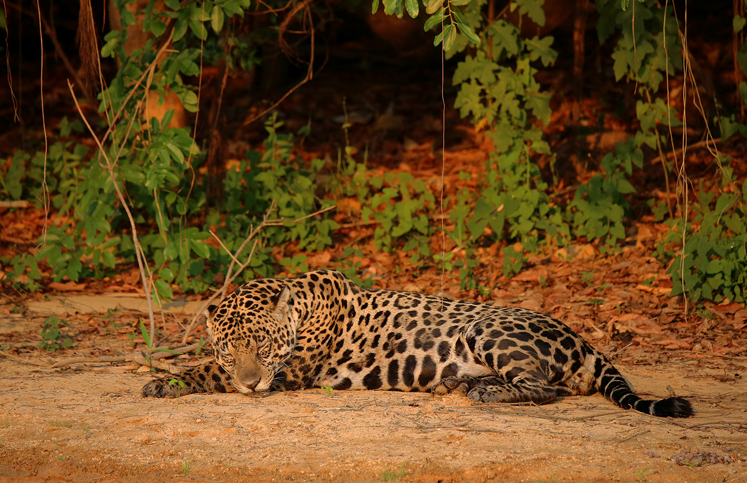 Kanha Sleeping Leopard